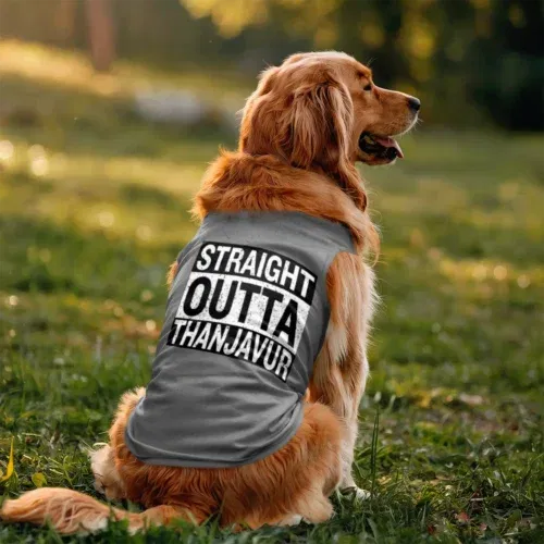 Straight outta thanjavur dog tank in grey melange color